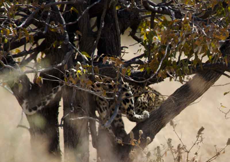 Leopardo - parque nacional de Etosha - Namibia 4.jpg